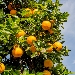 Albero arance - - - Fotografia inserita il giorno 23-01-2022 alle ore 20:21:45 da luigi