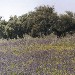 Lavanda e olivo - Maribel (Siviglia)