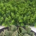 Pacchetti verdi  - - - Fotografia inserita il giorno 28-02-2024 alle ore 13:10:53 da pinofarina