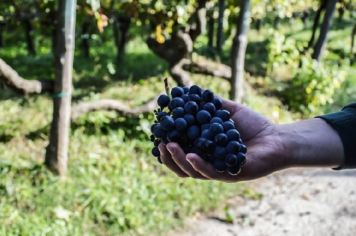 Il vino di Sabato diventa Eroico con una visita in vigna per promuovere il prodotto