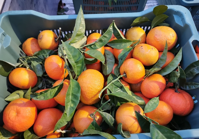 SorrentoOrangeWeek - Al via la raccolta delle arance amare