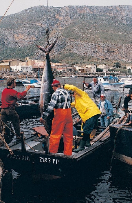 Sulla rotta del tonno rosso - Mattanza