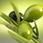 -olive per spremitura olio