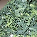 -Broccolo fiolato detto anche broccolo di Natale - -