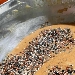 -Ciambellina integrale al caff� con mix semi bio - -