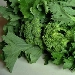 -Cime di rapa - -