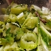-Insalata di puntarelle con alici - -