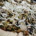 -Millefoglie di carasau con zucchine alla scapece - -