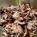 -Panino cafone con arrosto morto stracciato, servito con insalata e salse - -