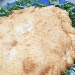 -Pizza fritta  - -