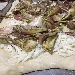 -Pizza in teglia con carciofo sardo e bottarga - -