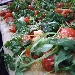 -Pizza in teglia mix 3 farine sarde, farcita con dolcesardo, pomodorini e rucola - -