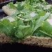 -Pizza integrale bianca con rucola e grana - -