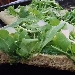 -Pizza integrale bianca con rucola e grana - -