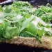 -Pizza integrale bianca con rucola e grana - -
