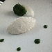 -Ricotta al propoli e miele con clorofilla di spinaci - -