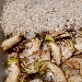 -Riso pilaf con carciofo spinoso sardo DOP  - -
