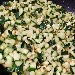 -Risotto con zucchine e vele di bottarga al lime - -