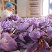 -Sfioritura dei fiori di zafferano - -I fiori di zafferano vengono sfioriti a mano:i pistilli devono essere separati dai petali. Occorrono circa 200 fiori per ottenere un grammo di zafferano!