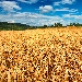 -campo di grano - --campo di grano