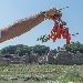 -pomodorino cannellino e campi adiacenti scavi di Cuma - -pomodorino cannellino e campi adiacenti scavi di Cuma