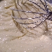 -salsa x penne cacio e pepe  - -
