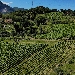 4 ottobre Trekking in vigna e degustazioni nel borgo del Fiano con il treno storico Irpinia Express - 