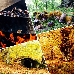 42� Sagra della Castagna e del Fungo Porcino di Roccamonfina - -