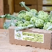 A Bianco Tanagro il riconoscimento 