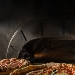A MADRID IL FIRST WORLD PIZZA SUMMIT, PER LA PRIMA VOLTA UN CONGRESSO MONDIALE SULLA PIZZA
 - SARA' SVELATA ANCHE LA CLASSIFICA50 TOP WORLD ARTISAN PIZZA CHAINS 2022CHE PROCLAMERA' LE MIGLIORI 50 CATENE DI PIZZERIE ARTIGIANALI NEL MONDO