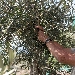Anacapri entra a pieno titolo nel novero delle Citt� dell'Olio d'Italia - -