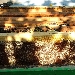 Apicoltura al MANN, da settembre, per la prima volta in un Museo, un case study su un'arnia per produrre un miele made in MANN. - Sul terrazzo del Braccio Nuovo sar� installata un'arnia per una famiglia di api.