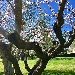 Benvenuta Primavera - Con lo chef Giovanni De Vivo, cena Stellata a Villa Alma Plena