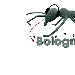 Bologninalive - -