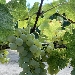 CONSORZIO TUTELA VINI D'IRPINIA, APPROVAZIONE MODIFICHE DISCIPLINARI PER GRECO DI TUFO DOCG E FIANO DI AVELLINO DOCG - -