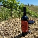 Cabernet sauvignon primo posto assoluto - -