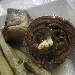 Carciofi stufati - -