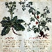 Domenica la Biblioteca Nazionale apre al pubblico le sale monumentali Inaugurazione della mostra di pregiati manoscritti ,incunaboli e cinquecentine di argomento medico
 - -