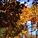 I colori dell'autunno - Ferigo Antonino