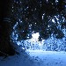 Neve e luce nel bosco - Antonino Ferigo