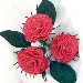 Mazzetto di rose rosse realizzate con carta crespa - Laura Siena di Roma - http://www.spaghettitaliani.com/Rubriche/DiventiamoArtisti.html