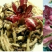 Fusilli col ferretto con radicchio (Rosa di Gorizia) - -