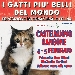 I gatti pi belli del mondo - -