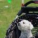 Il 9 e il 10 aprile, Napoli ospita la due giorni pet friendly pi� famosa d'Italia, Quattrozampeinfiera  - Le ultime novit� per i fashion lovers, sport e divertimento, design, moda e glamour