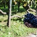 Il vino di Sabato diventa Eroico con una visita in vigna per promuovere il prodotto - Per il progetto ANSENUM (acronimo di Antichi Semi Nuovi Mercati) gli esperti sono attualmente concentrati sulla riproposizione sul mercato del vino di Sabato. A tal fine hanno individuato il nome del prodotto, 