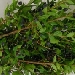 Mirto - -
