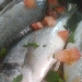 Orata all'acqua pazza - -