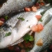 Orata all'acqua pazza - -