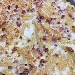 Pennette gratinate ai quattro formaggi - -