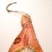 Prosciutto di Carpegna DOP - -